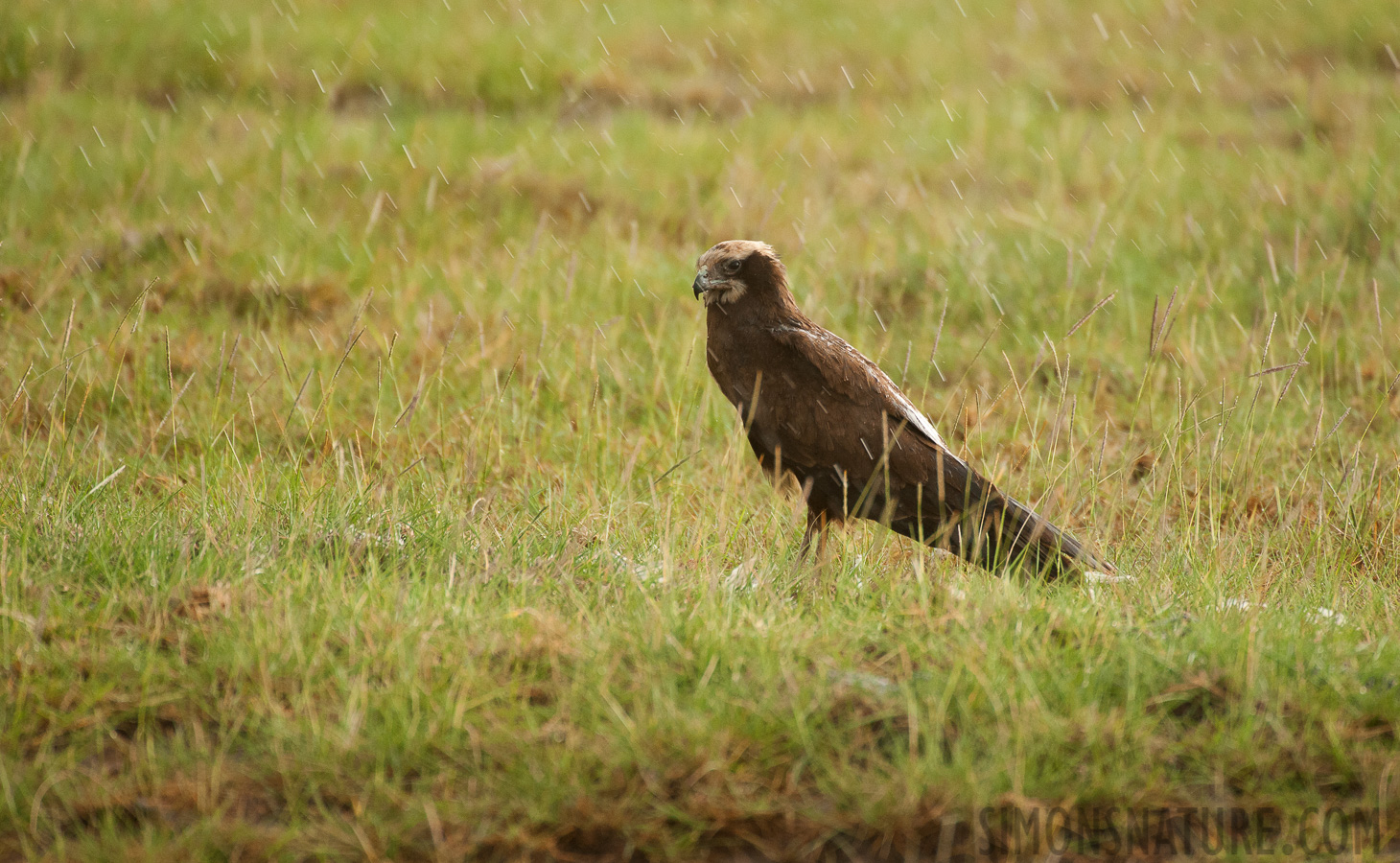 Circus aeruginosus aeruginosus [550 mm, 1/400 sec at f / 6.3, ISO 2000]